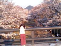五条川 サクラ並木 (小弓橋)