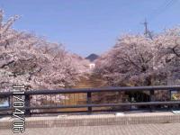 五条川サクラ並木(小弓橋)