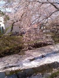 花いかだ (五条川サクラ並木)