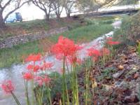 彼岸花 (五条川)