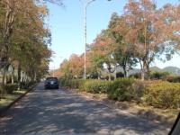 秋冷の紅葉-岐阜県百年公園入り口