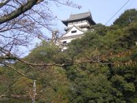 深秋の 犬山城 (西谷から仰ぐ)