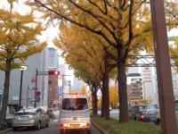 名古屋市・桜通りのイチョウ並木