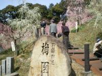 梅林 大縣神社・姫の宮