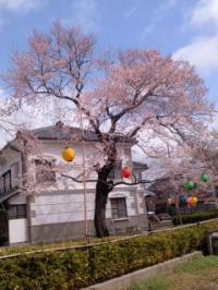 小弓の庄 彼岸桜満開