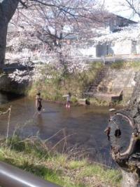 五条川 桜 五分咲き