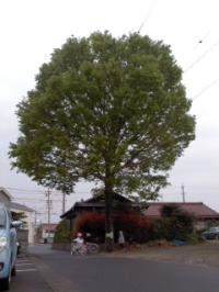 春がきた。新芽 欅