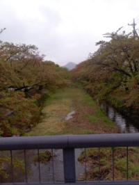 雨に煙る五条川桜並木