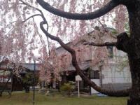 枝垂れ桜 満開 (小弓の庄)