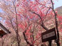 花桃の木(明宝・磨墨の里公園)