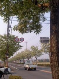ひとつばたこ・なんじゃもんじゃ