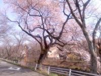 彼岸桜 満開 五条川 犬山