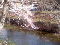 彼岸桜 満開 五条川 犬山市