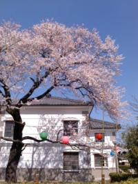 彼岸桜満開 小弓の庄