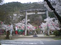 春らんまん 桜 桃太郎神社