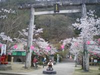 春らんまん 桜 桃太郎神社