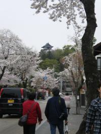 春らんまん 桜 城 犬山城