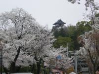 春らんまん 桜 針綱神社