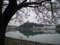 春 桜 犬山城 木曽川