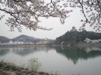 春 桜 犬山城 木曽川 2