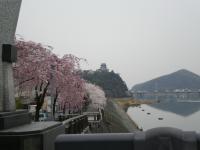 春 桜 犬山城 犬山橋から