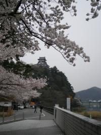春 桜 犬山城 木曽川畔