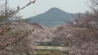 五条川の桜