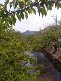 新緑五条川桜並木