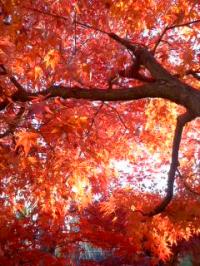 晩秋 紅葉 小弓の庄