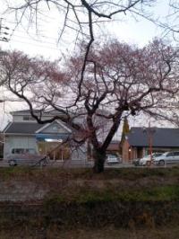 彼岸桜ほころぶ 五条川