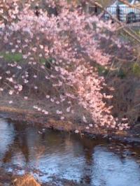 五条川の彼岸桜五分咲き