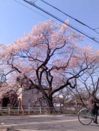 彼岸桜満開 五条川