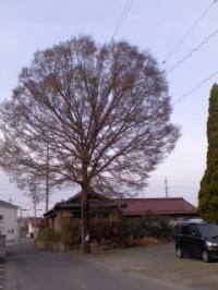 春一番明けケヤキ芽吹き