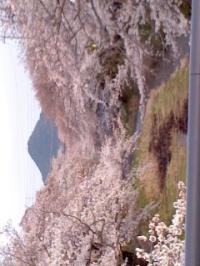 五条川桜並木満開