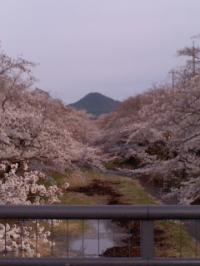 五条川桜並木 満開