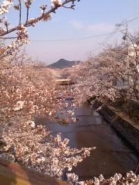 五条川桜並木満開
