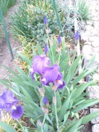 花しょうぶ