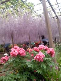 曼陀羅寺藤まつり 牡丹