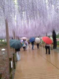 曼陀羅寺藤まつり