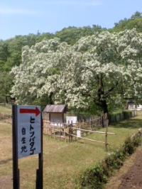 ひとつばたご自生地開花