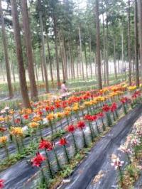 谷汲ゆり園