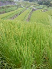 雨 坂折棚田