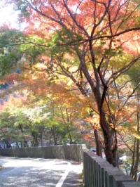 紅葉の秋 継鹿尾山寂光院