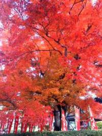 羽黒の晩秋 興禅寺 山内