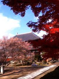 羽黒の晩秋 十月桜 興禅寺