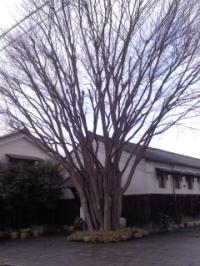 ケヤキ 株立ち
