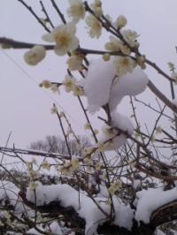 春雪10cm 青梅の花
