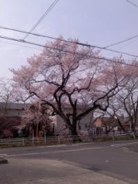 春分の日彼岸桜エドヒガン五分咲き五条川