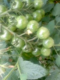 ミニトマト 家庭菜園