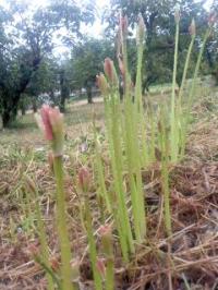 春? 秋? 山吹の花